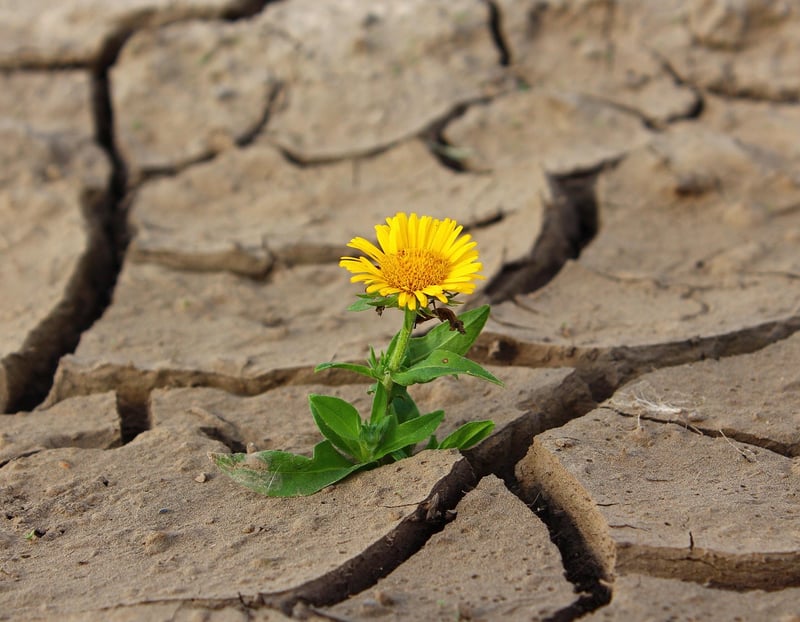 Mental Resilience