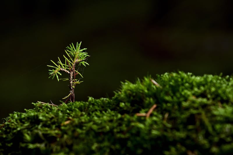 Professional Growth